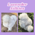 Lavender Silkie
