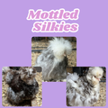 Mottled Silkie