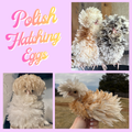 Confetti Polish Hatching Eggs