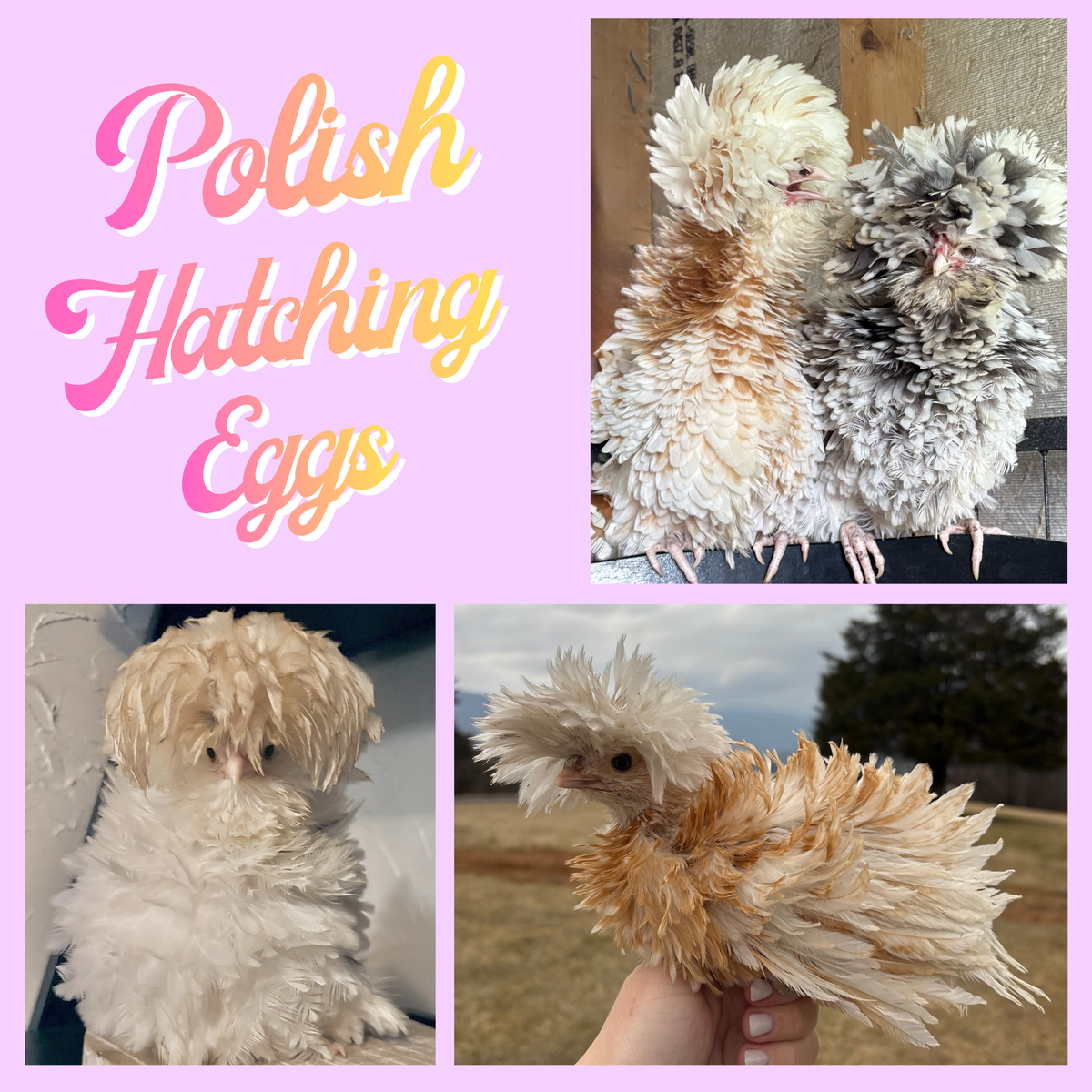 Confetti Polish Hatching Eggs