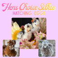 Hens Choice Silkie Hatching Eggs