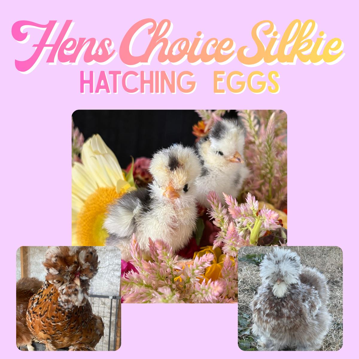 Hens Choice Silkie Hatching Eggs