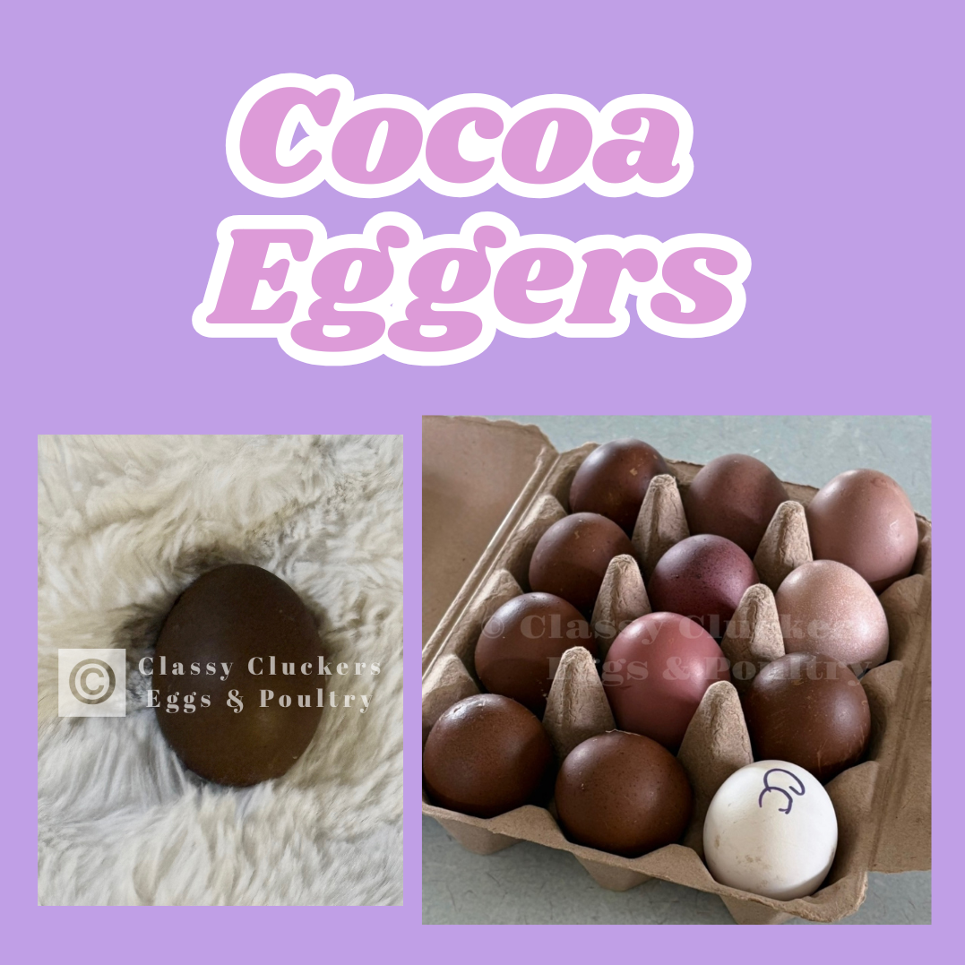 Cocoa Eggers