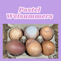 Pastel Welsummers
