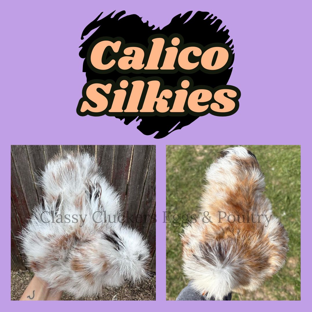 Calico Silkies