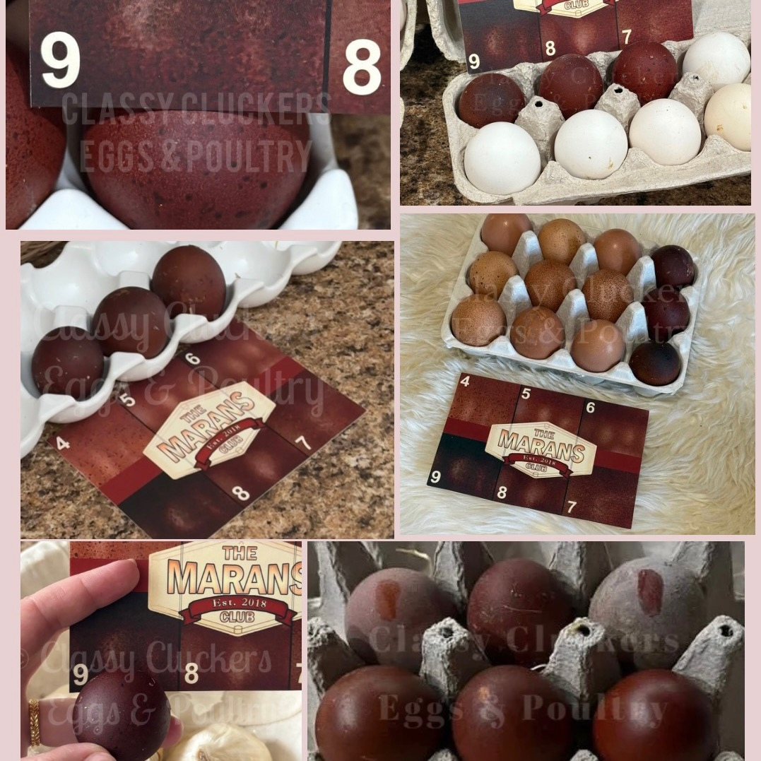 Dark & Bloomy Black Copper Marans