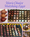 Hens Choice Hatching Eggs