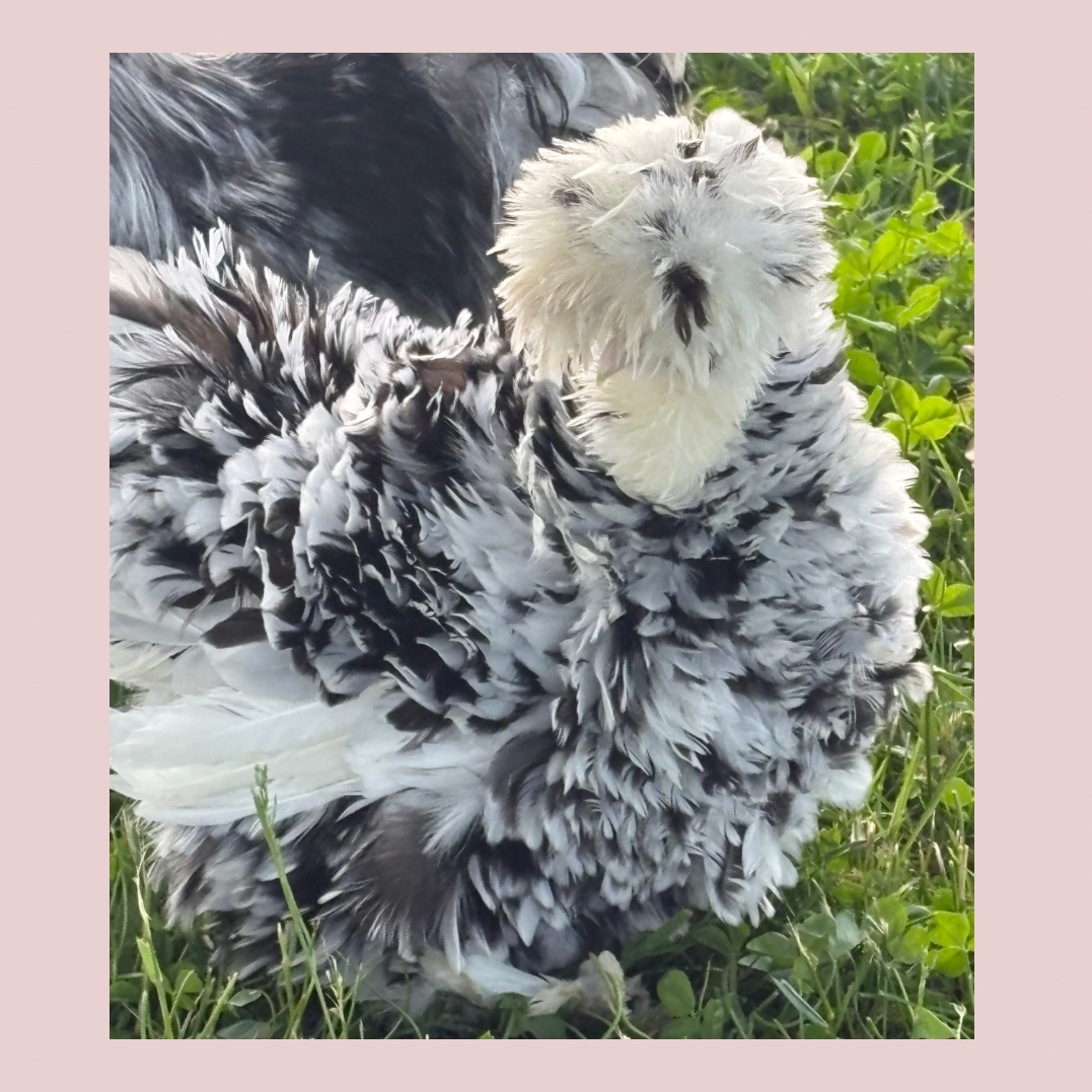 Black Mottled Satin Frizzle Hen