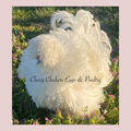Recessive White Satin Frizzle Rooster
