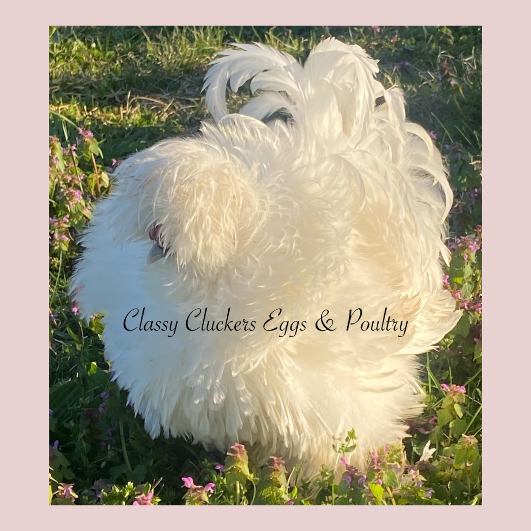 Recessive White Satin Frizzle Rooster